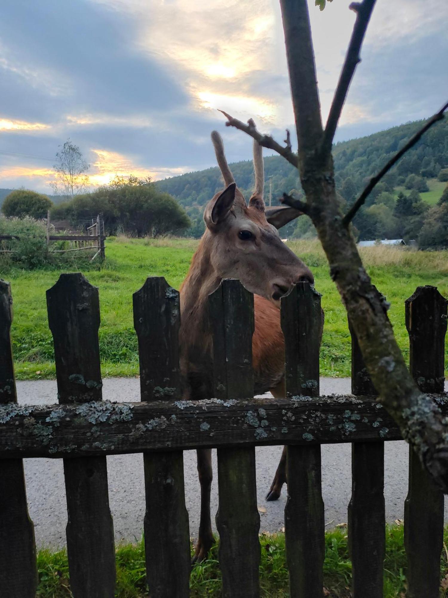 Goralska Czarcia Chata Pod Jalowcem Stryszawa Exterior foto